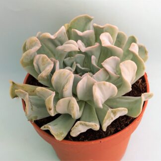echeveria runyonii topsy turvy