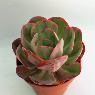 echeveria green pacific