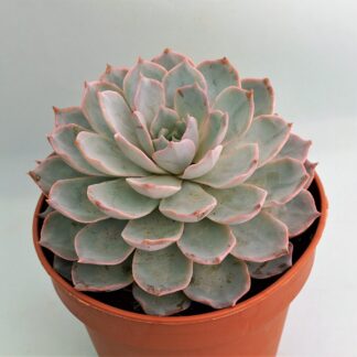 echeveria subsessilis