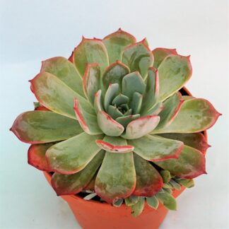 echeveria laulensis