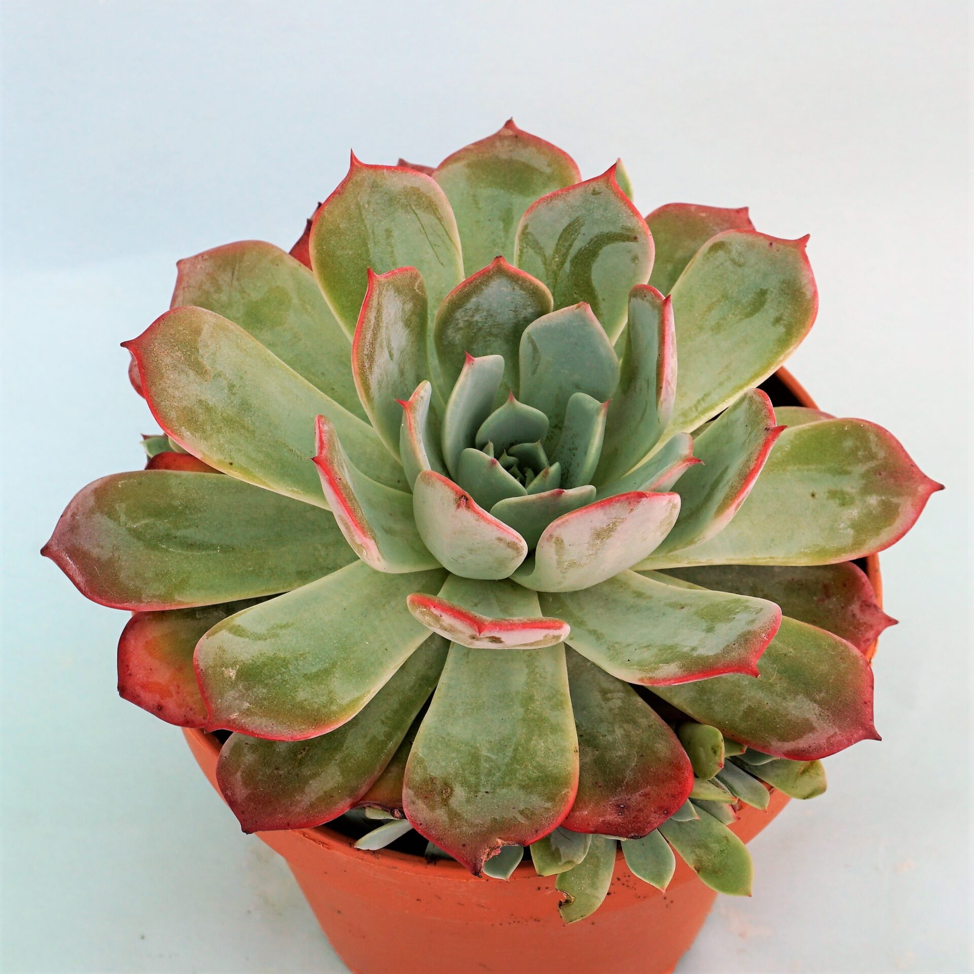 echeveria laulensis