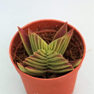 crassula corymbulosa