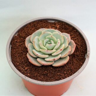 echeveria montblanc