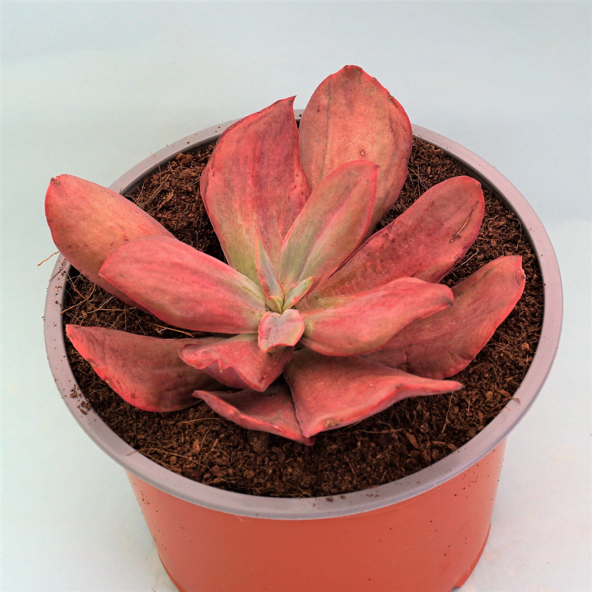 echeveria diamond state