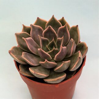 echeveria mensa