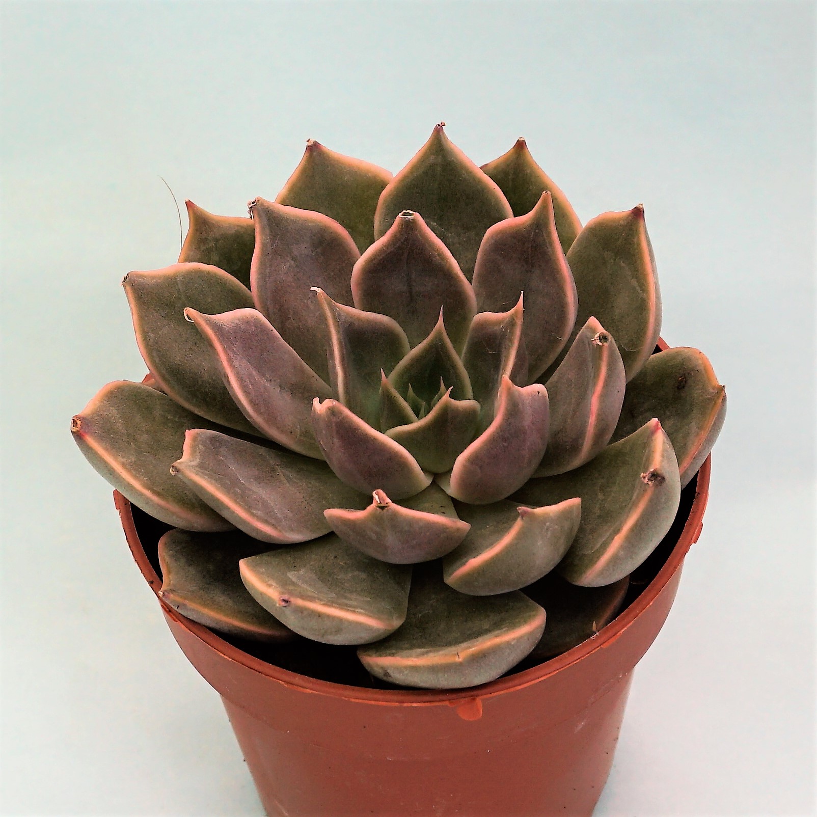 echeveria mensa