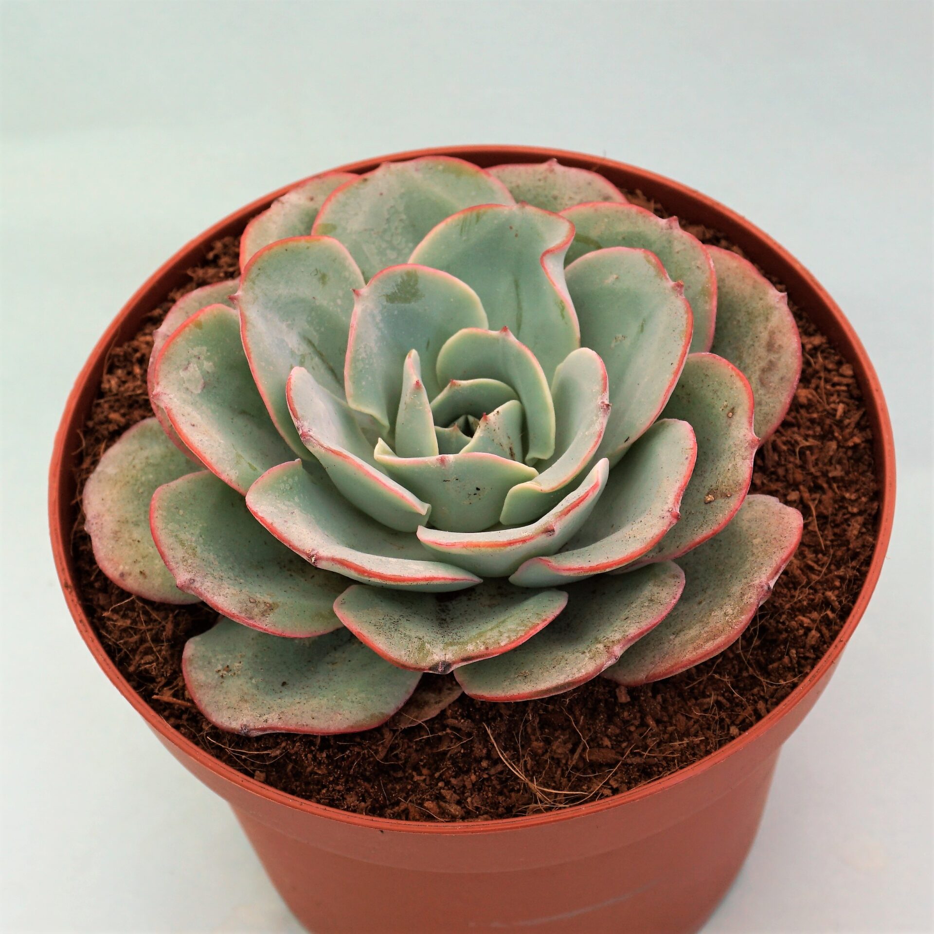 echeveria atlantis