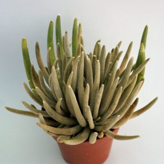 senecio scaposus