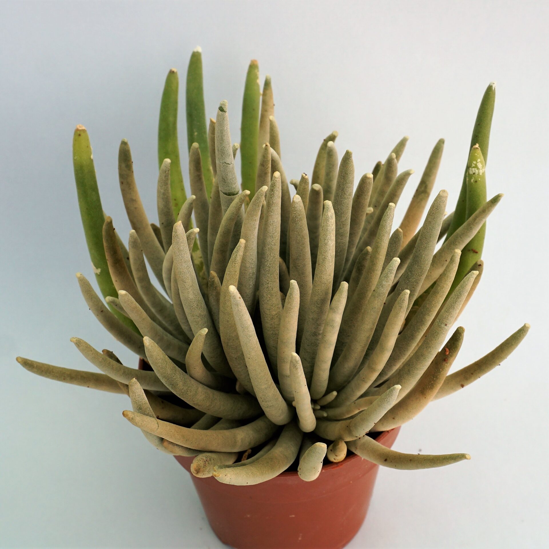 senecio scaposus