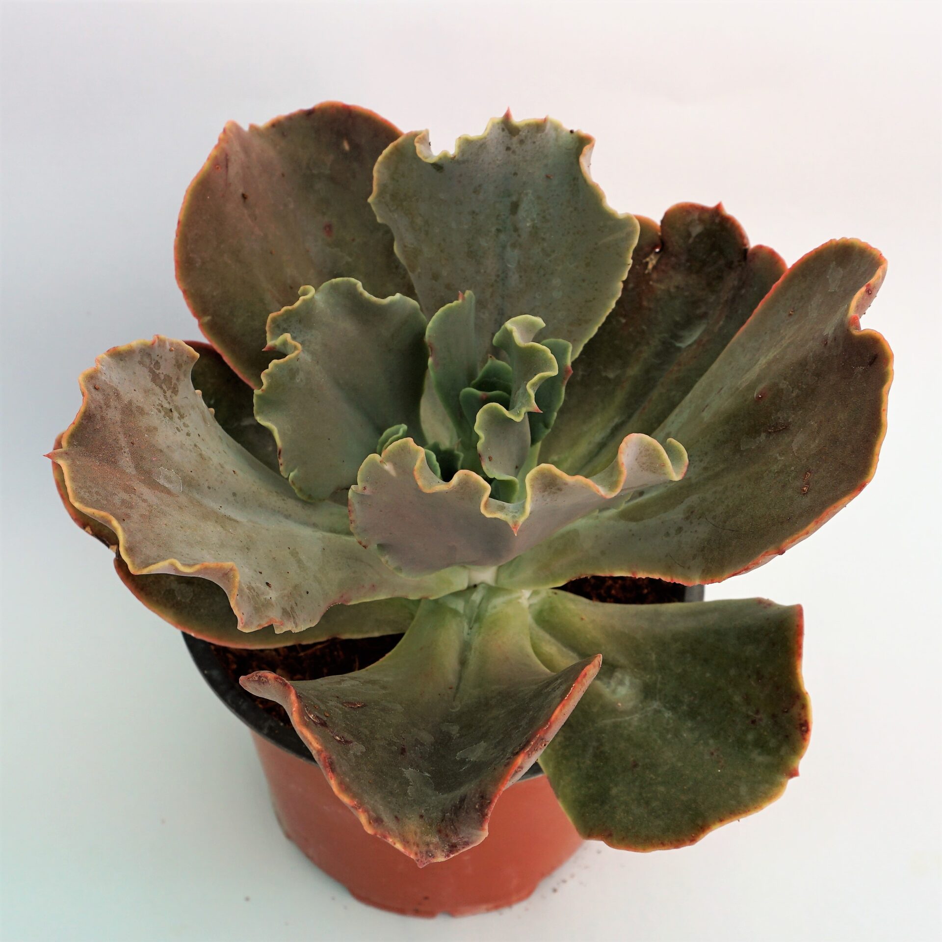 echeveria kissing
