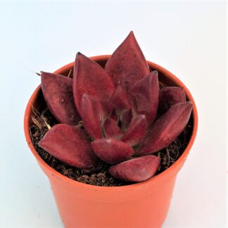 echeveria agavoides bordeaux