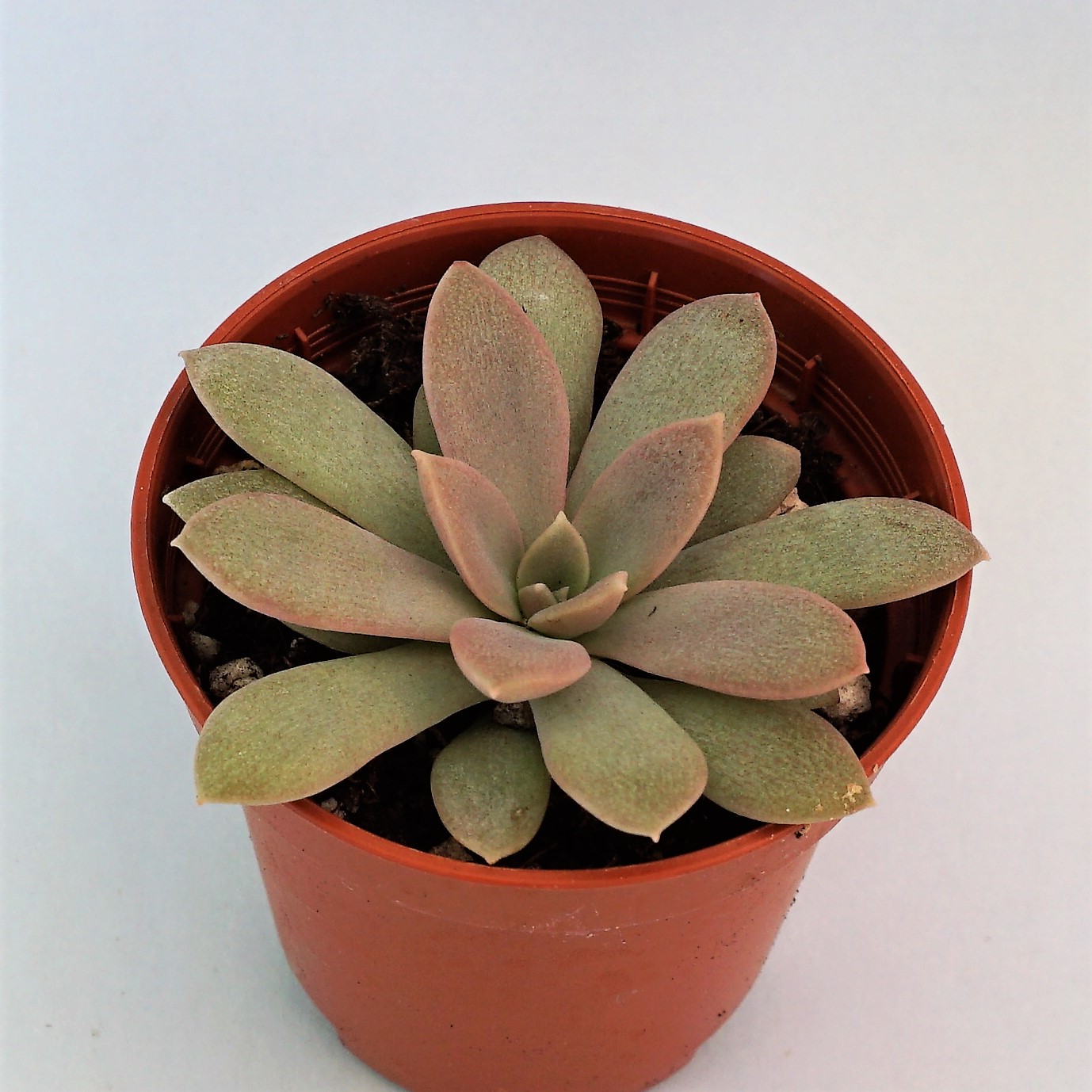 echeveria carnicolor