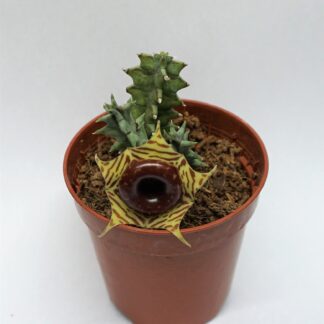 huernia zebrina