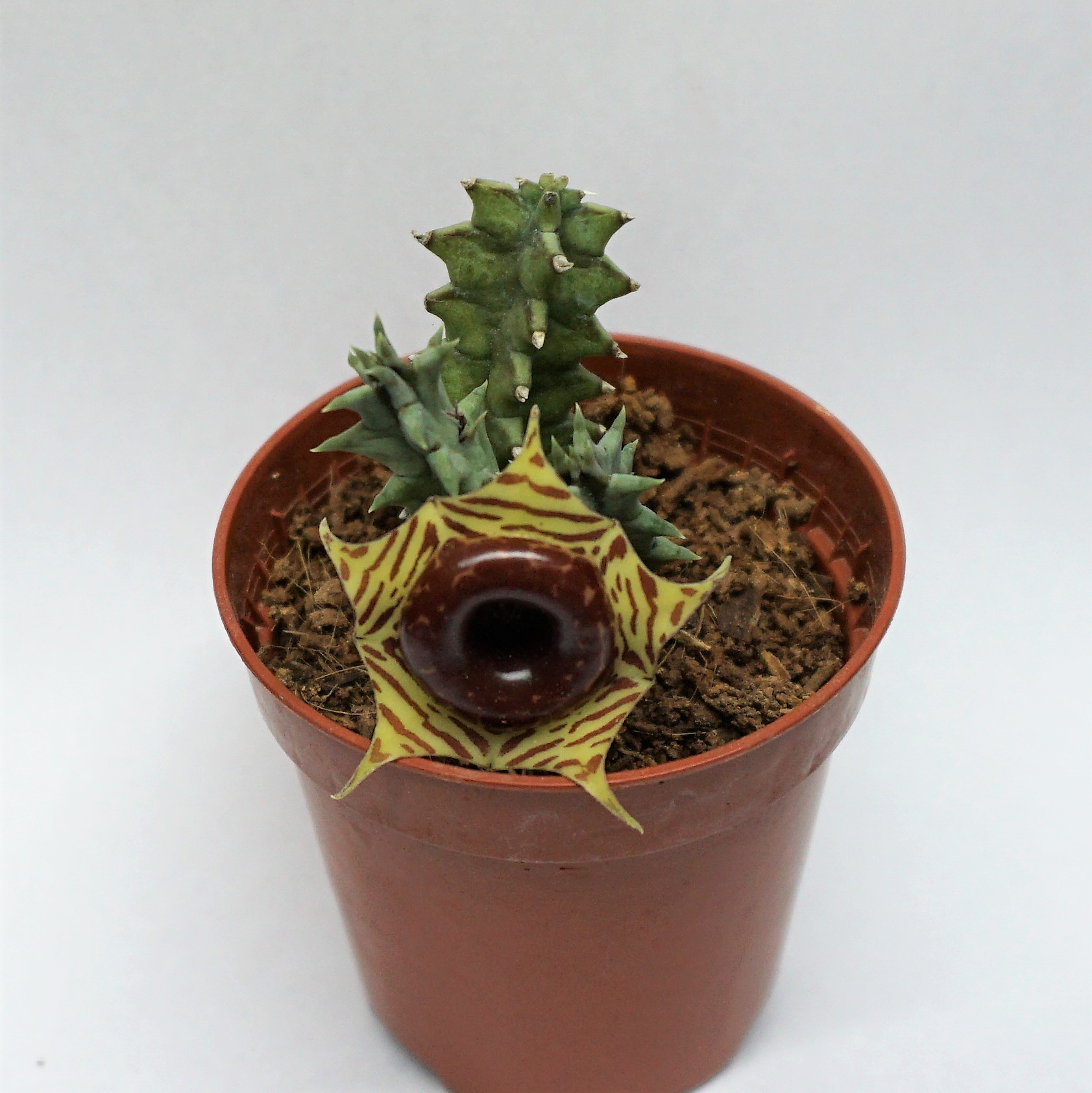 huernia zebrina