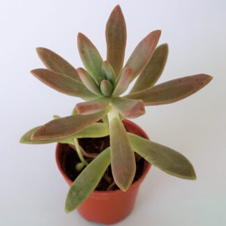 graptosedum francesco baldi