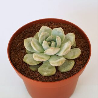 echeveria monroe