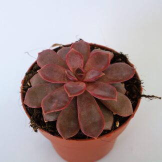 echeveria mina