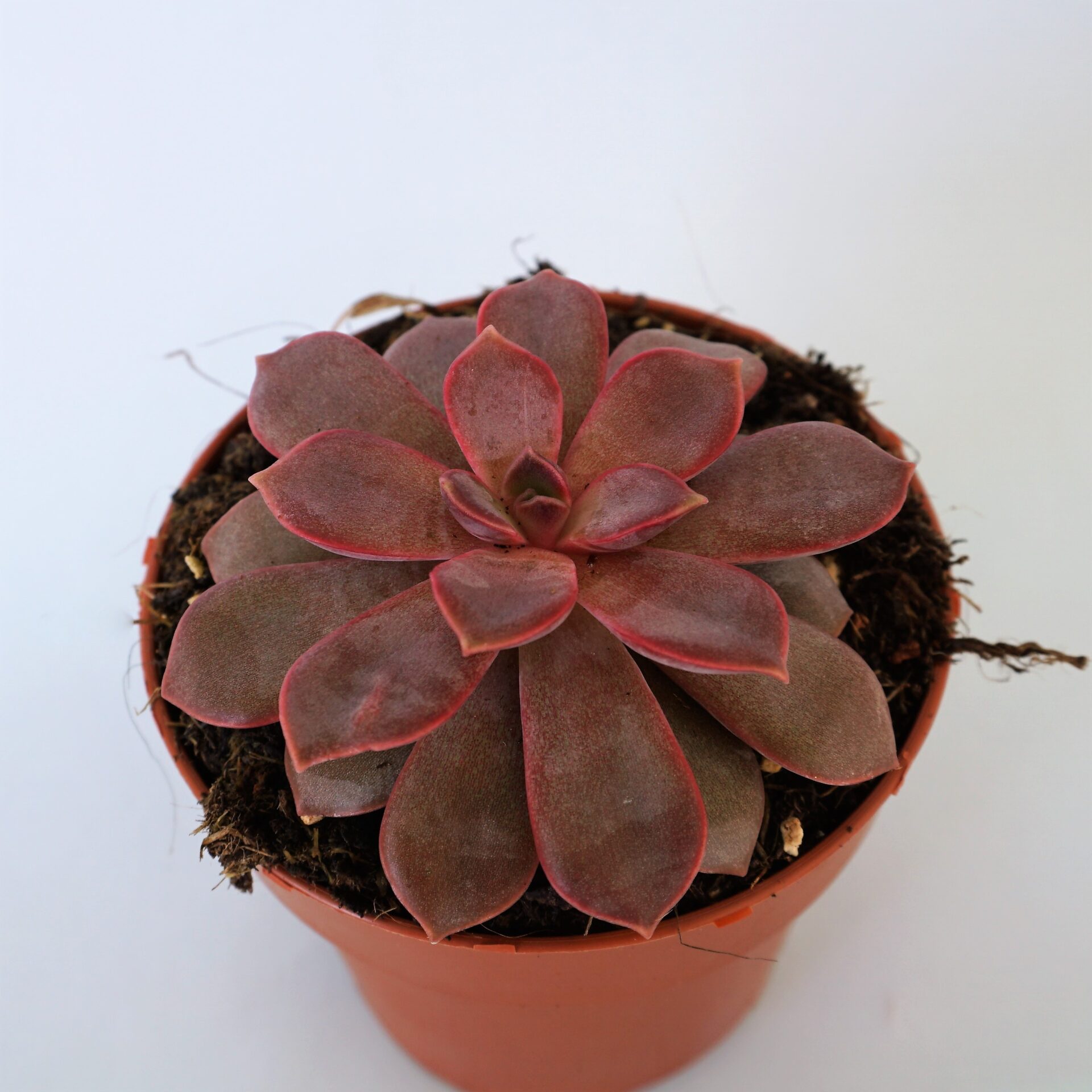 echeveria mina