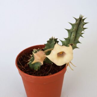 huernia blyderiverensis