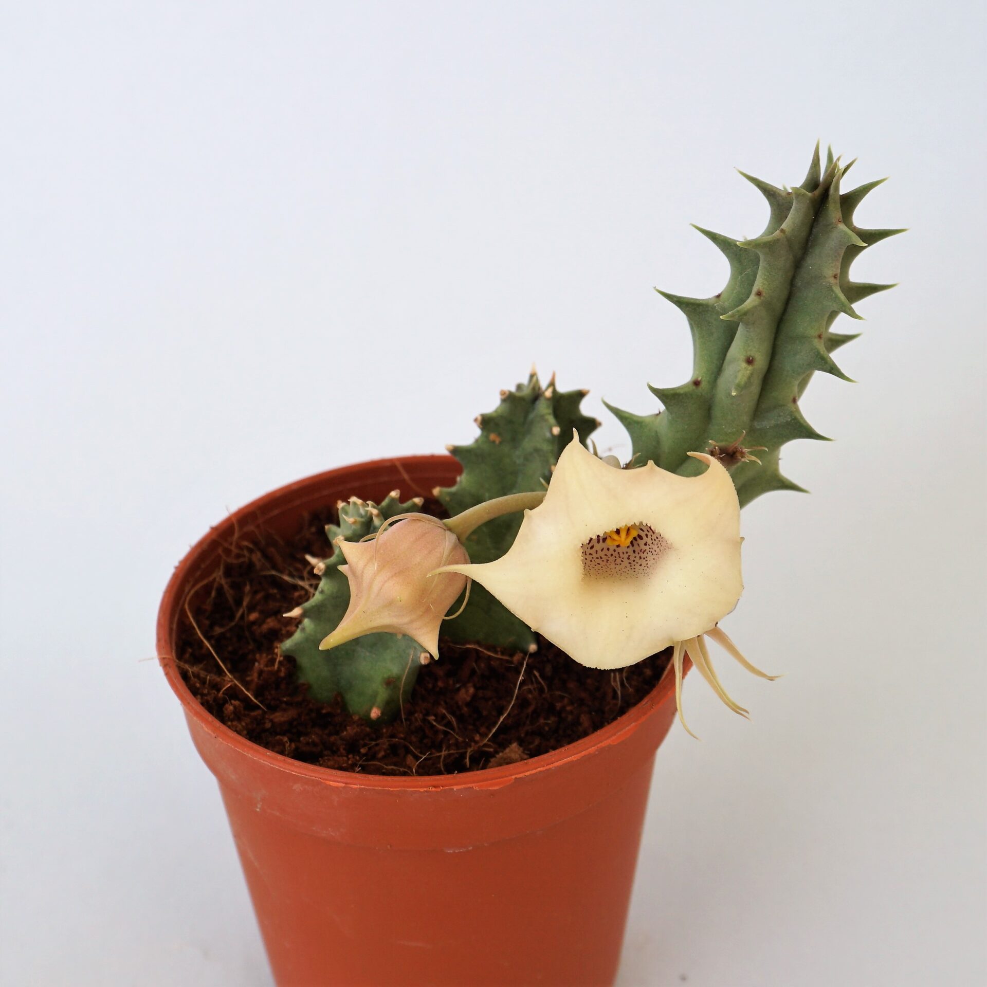 huernia blyderiverensis