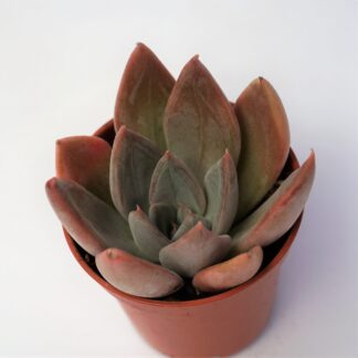 echeveria purple champagne