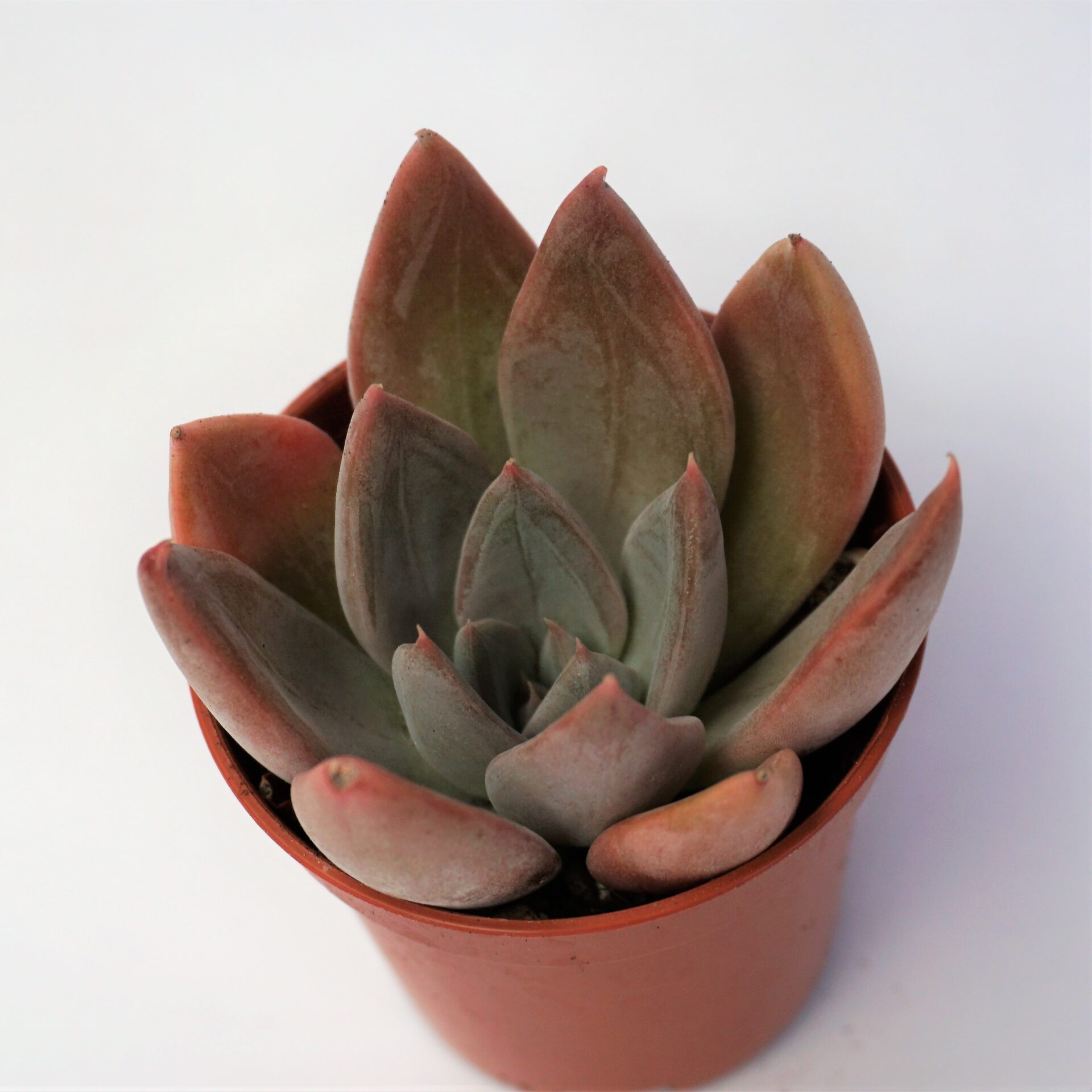 echeveria purple champagne