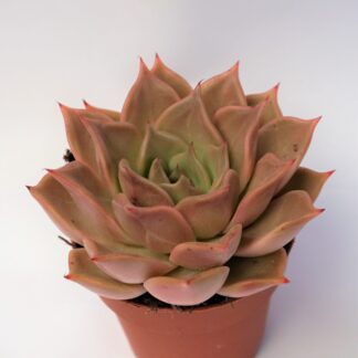 echeveria pink champagne