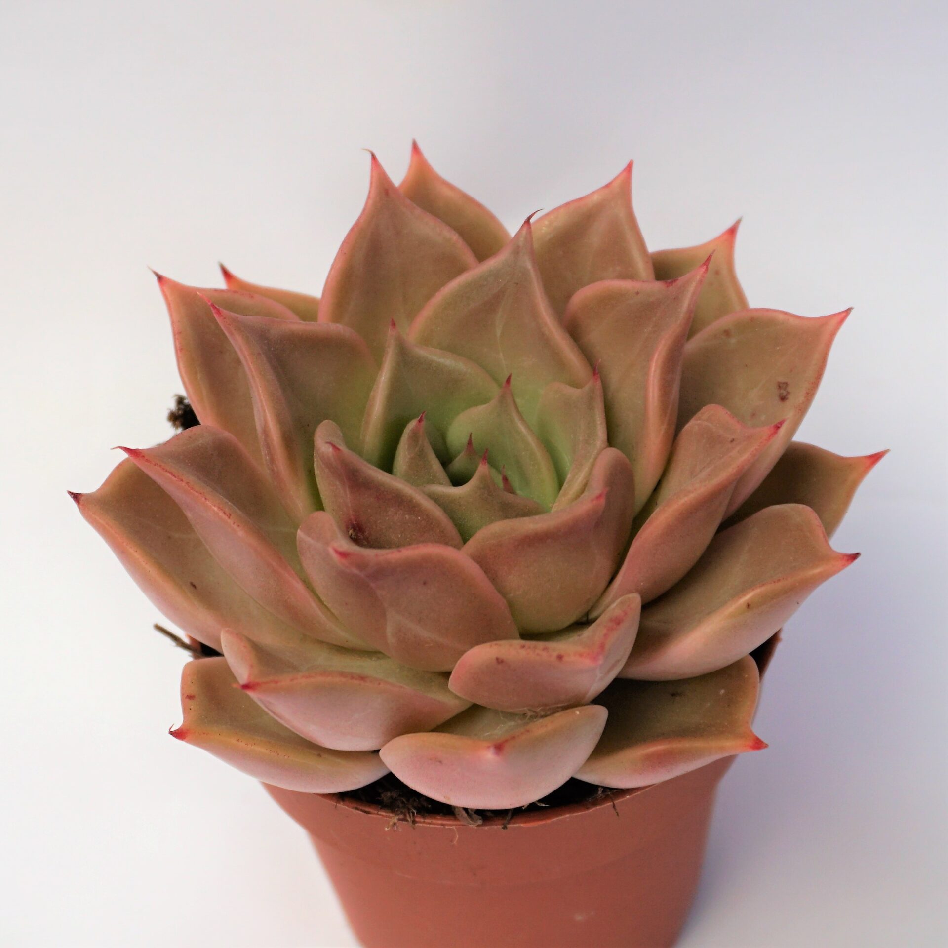 echeveria pink champagne