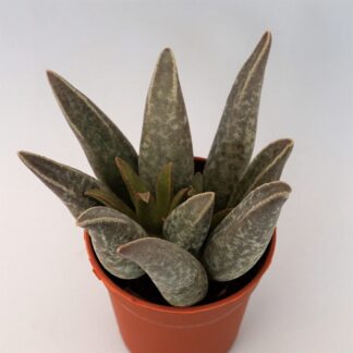 adromischus marianiae south clanwilliam