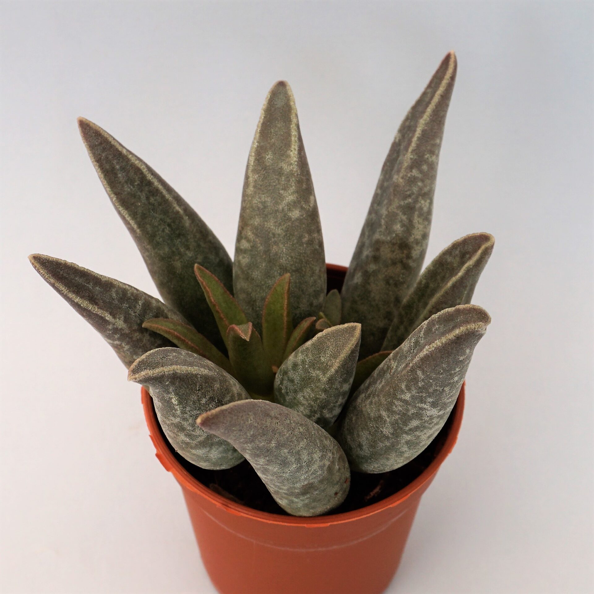 adromischus marianiae south clanwilliam