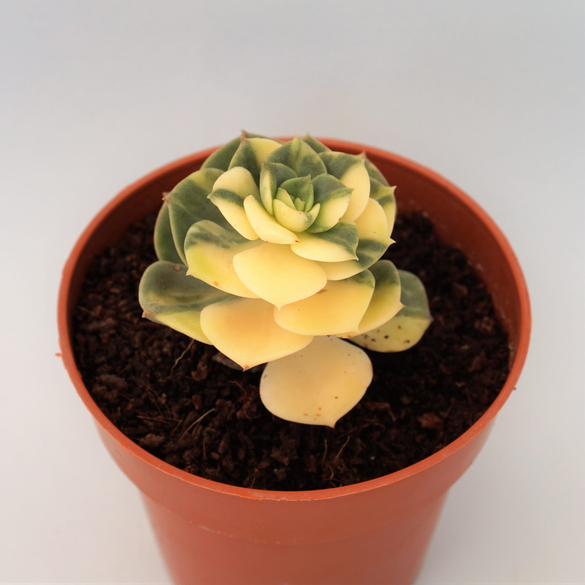 echeveria nicksana variegata