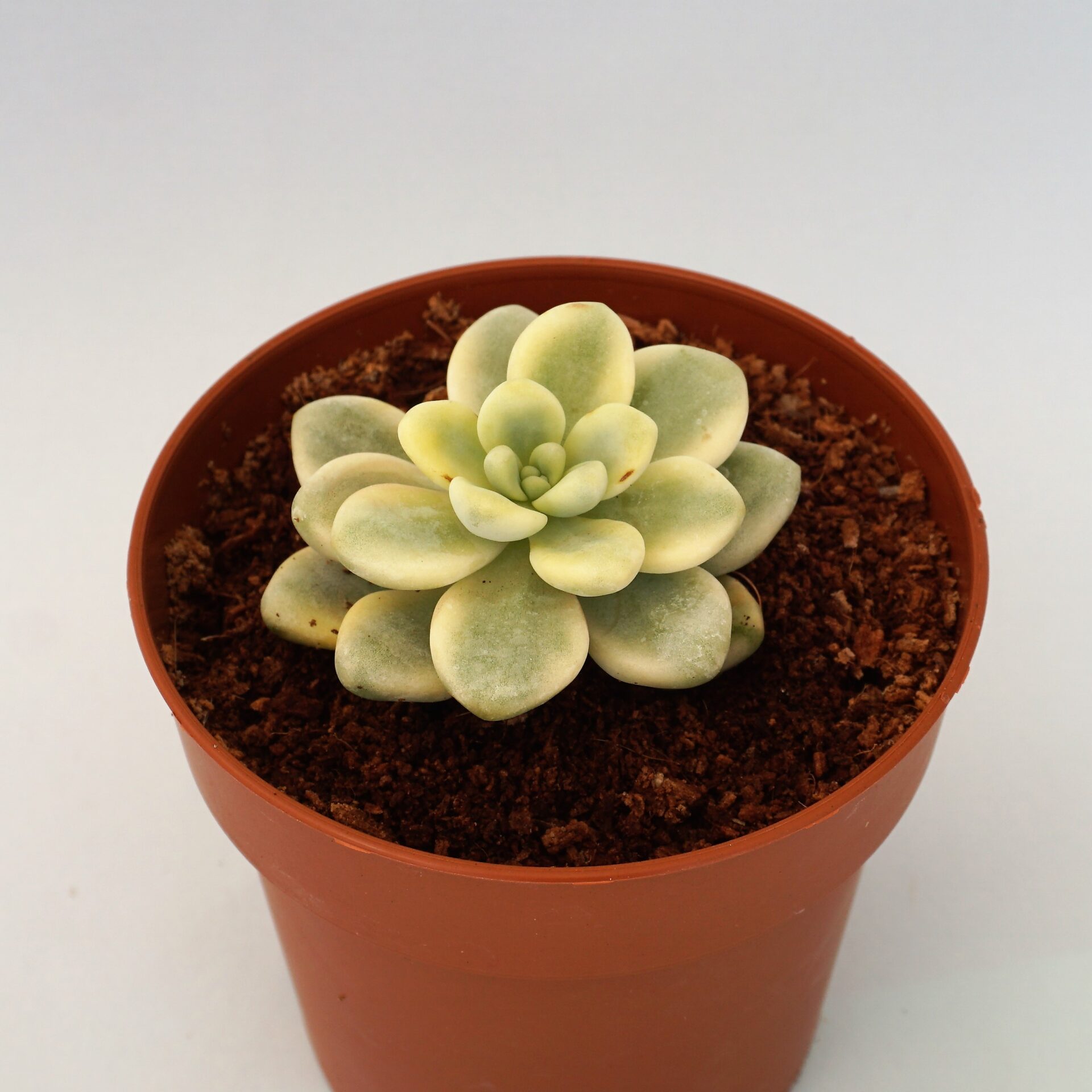 sedum clavatum variegata