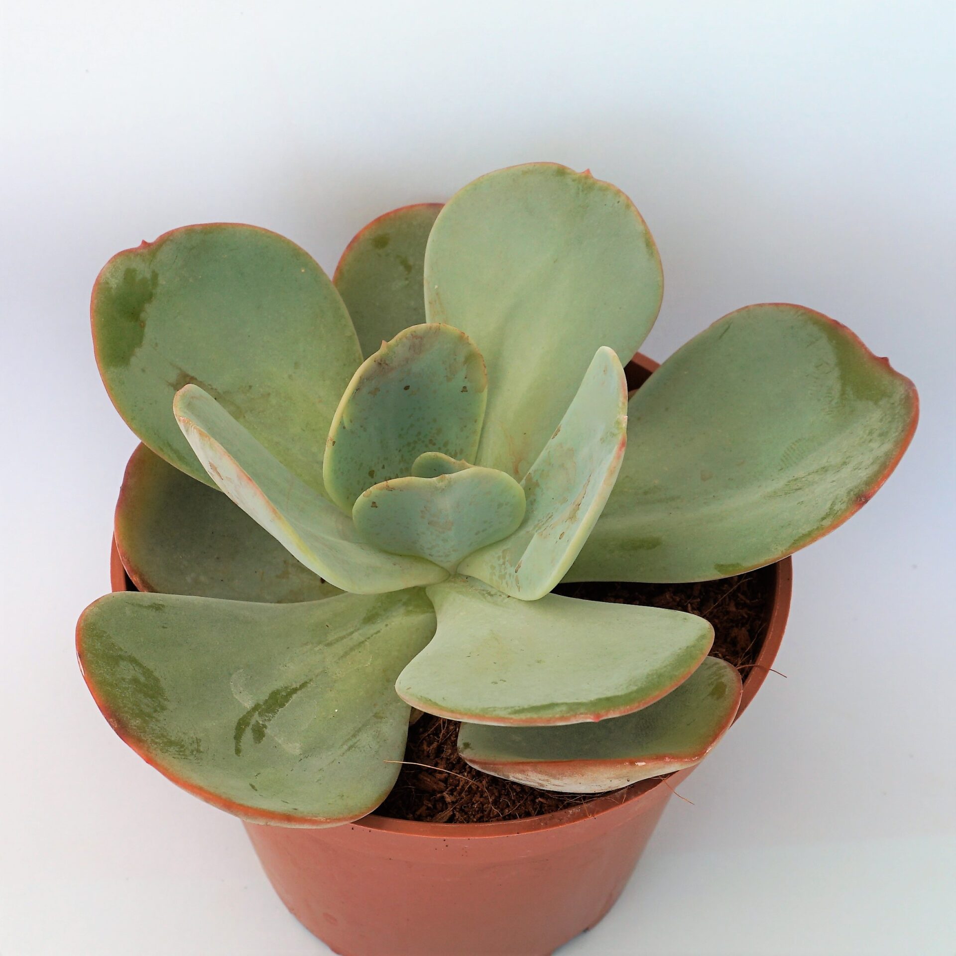echeveria gigantea