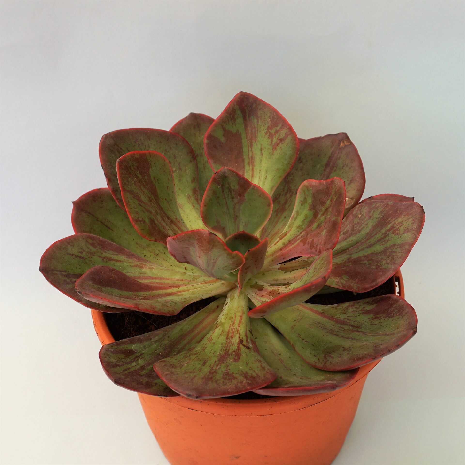 echeveria goiabinha variegata