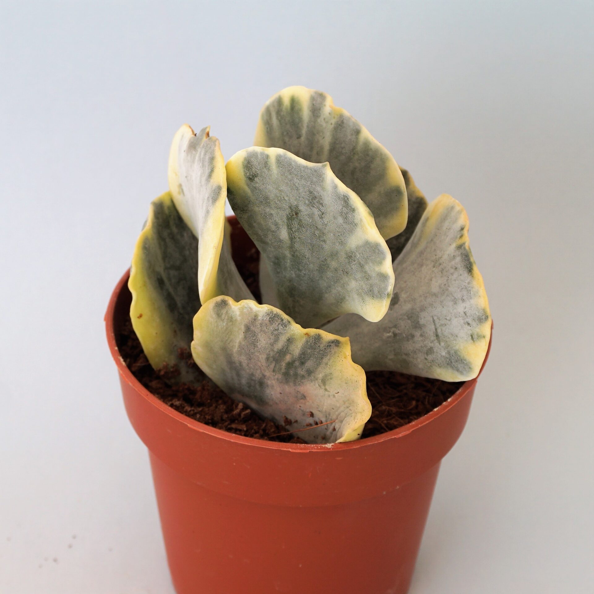cotyledon undulata variegata