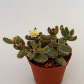 delosperma echinatum