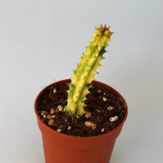 huernia zebrina variegata