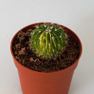 echinofossulocactus multicostatus variegata