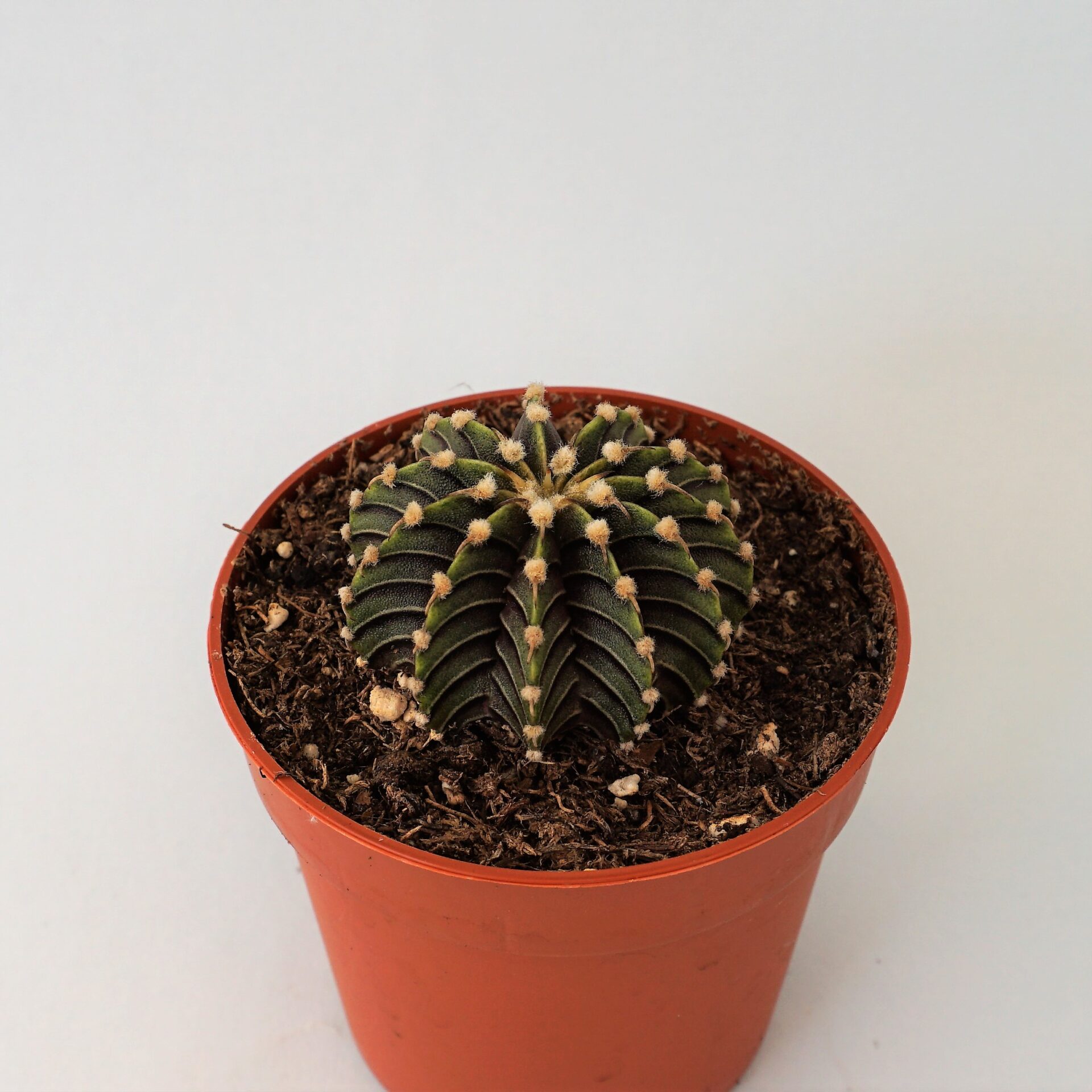 gymnocalycium friedrichii agua dulce