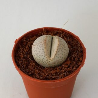 dinteranthus wilmotianus