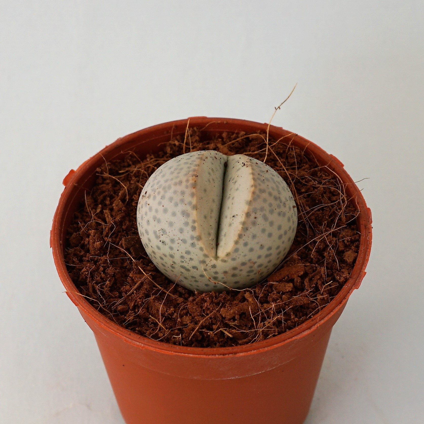 dinteranthus wilmotianus