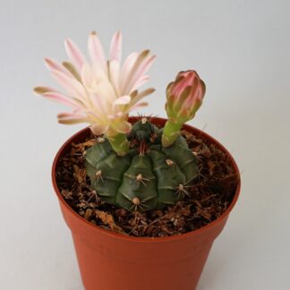 gymnocalycium damsii