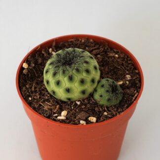 sulcorebutia rauschii