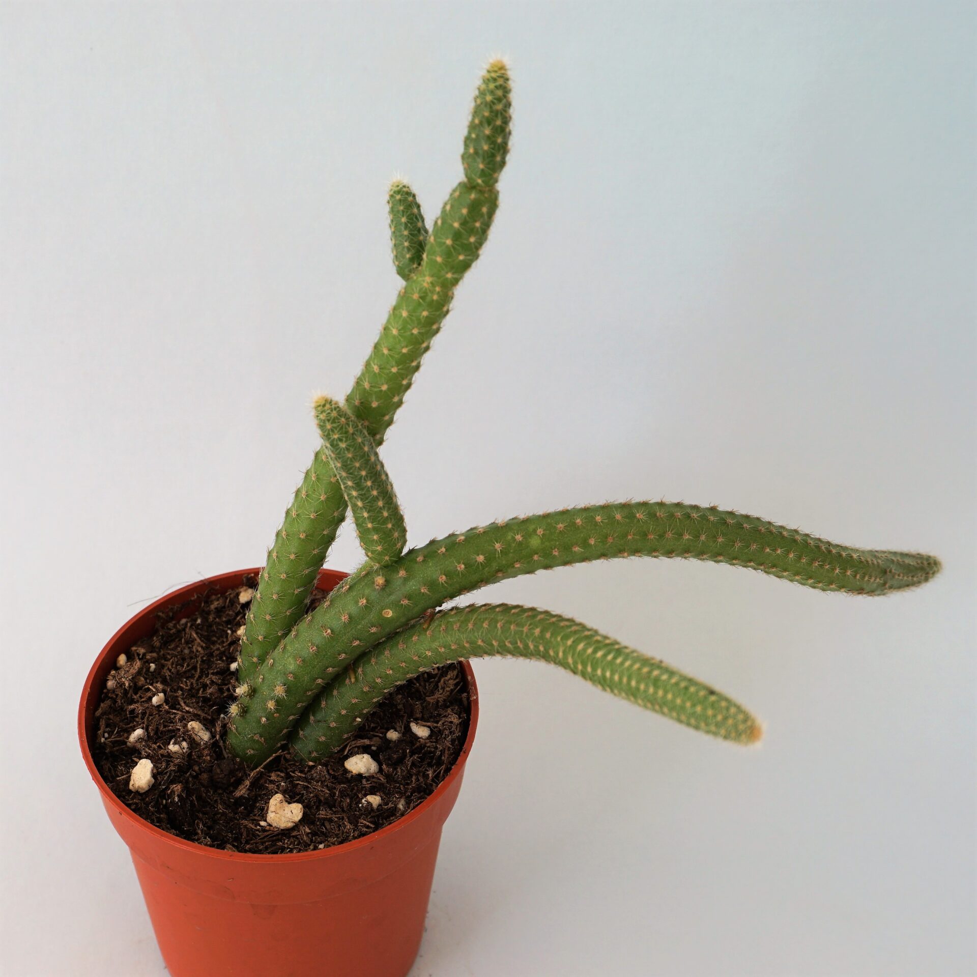 chamaecereus luisramirezii