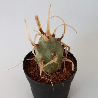 tephrocactus papyracanthus