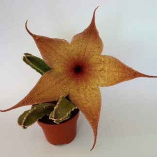 stapelia gigantea