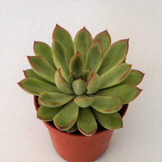 echeveria mebina