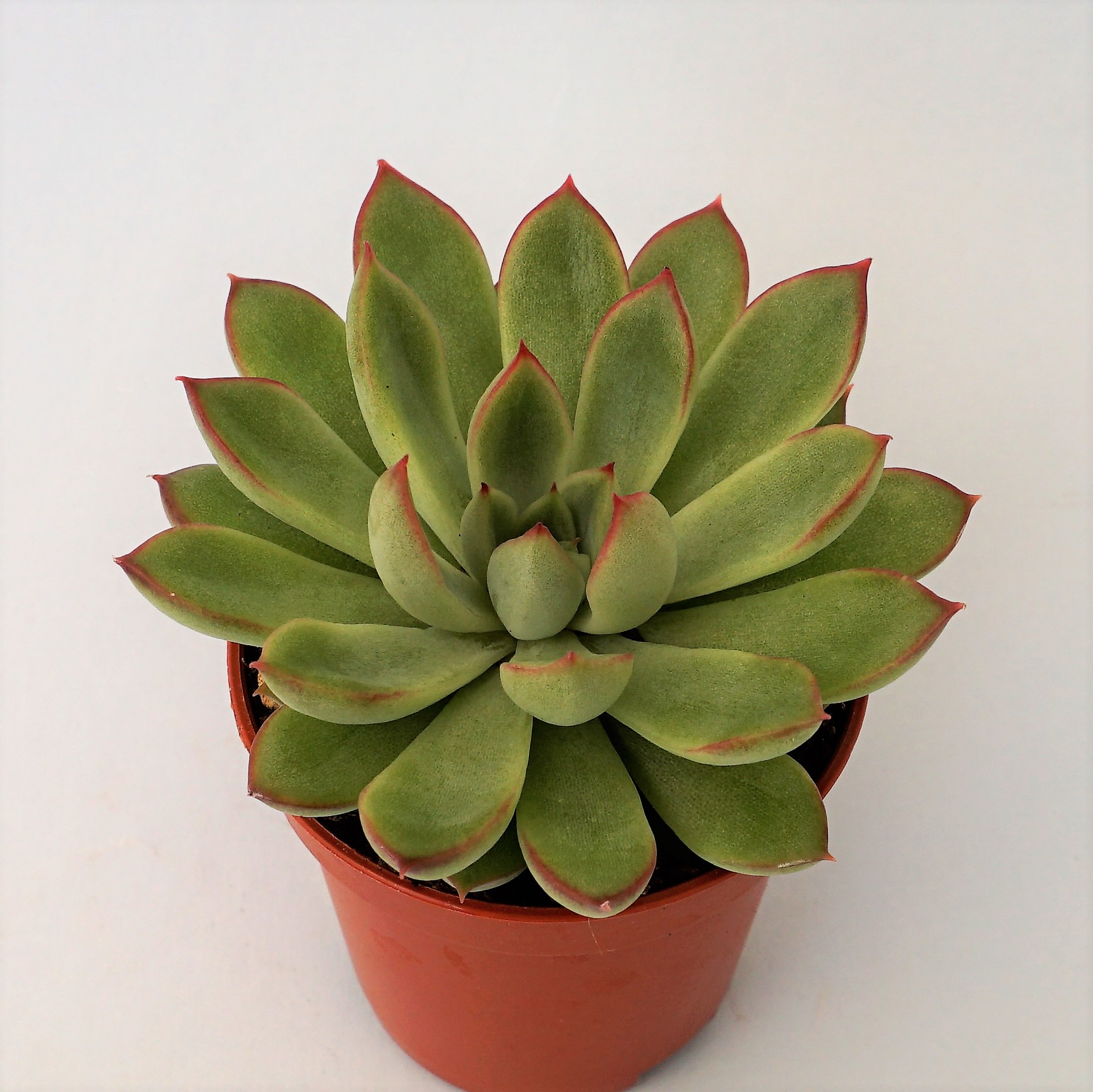 echeveria mebina