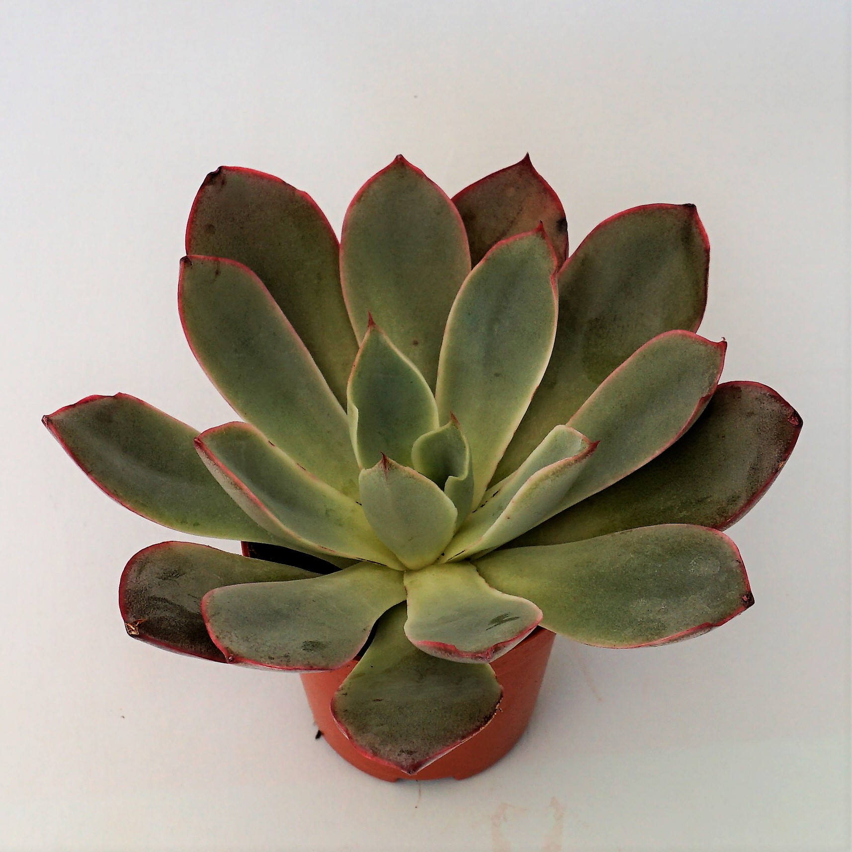 echeveria hera