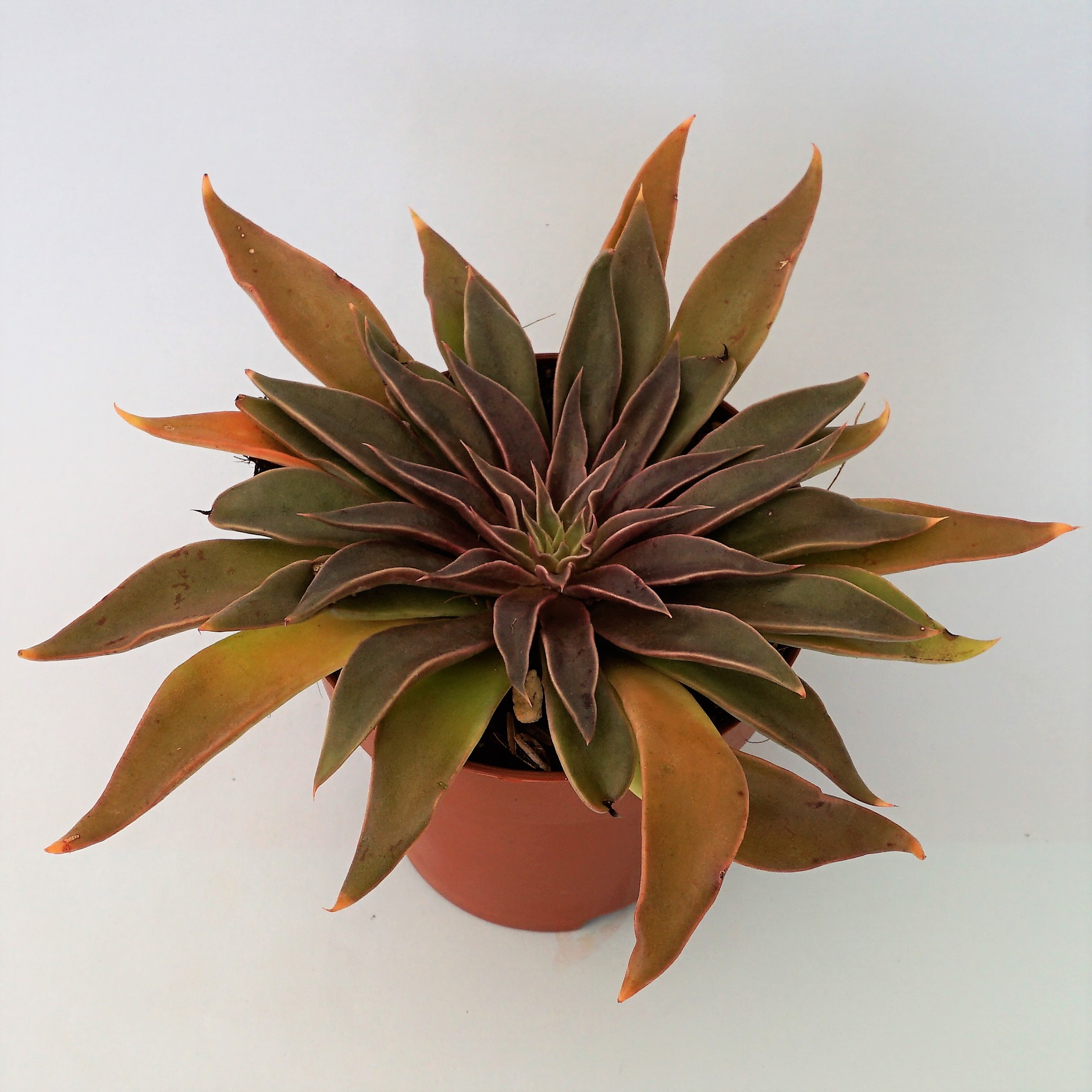 echeveria sabre wolf